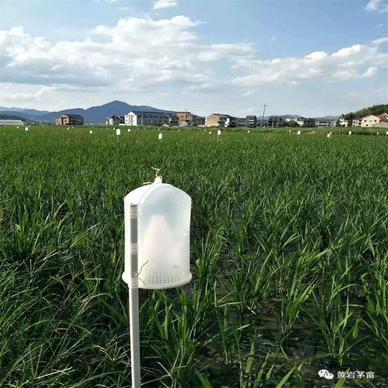 insect pheromone trap & Plastic turbination traps for killing rice insect pests