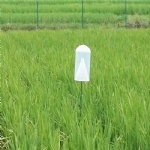 insect pheromone trap & Plastic turbination traps for killing rice insect pests